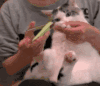 猫咪 指甲刀 手指 晃头