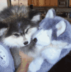 狗狗 爱 萌