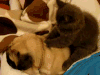 哈巴狗 pug 按摩 宠物