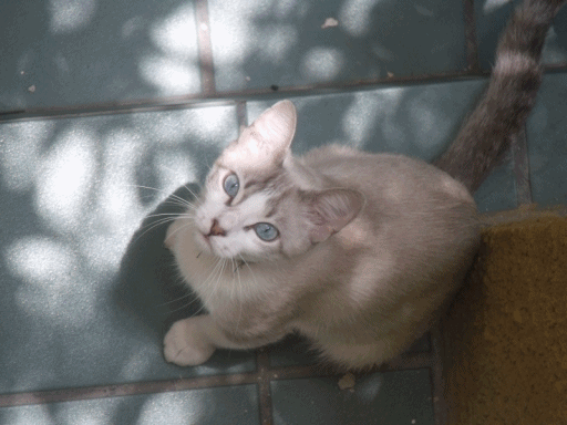 小猫 白色 漂亮的 猫 动物 蓝色的眼睛 宠物