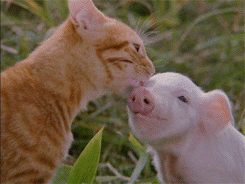 猪 有趣的 培根 猫 可爱的 动物
