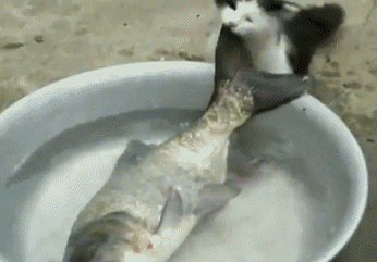 小猫 大鱼 吓一跳