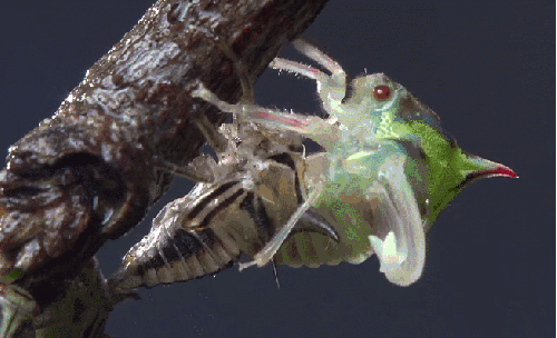 孵化 昆虫 模仿大师：哥斯达黎加昆虫 纪录片 角蝉