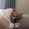 萌宠 汪星人 晚安 睡了 呆萌 可爱
