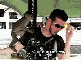 有趣的 猴子 偷窃 护目镜
