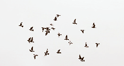 鸟 飞翔 自由
