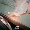 Jio冷 猫咪 白毛 伸脚 坐着