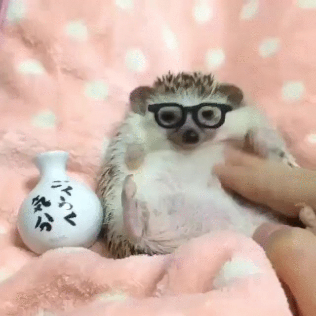 刺猬 hedgehog