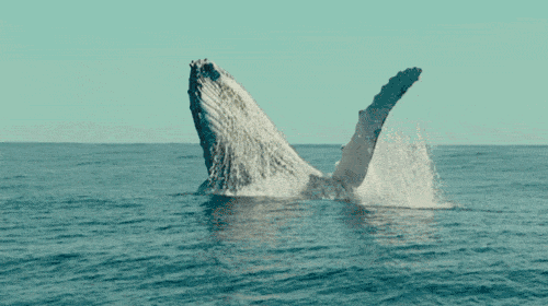 引人惊叹 海面 巨大鲸 不可思议