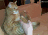 这腿  我能玩   猫咪  呆萌