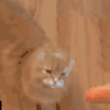 喵星人 搞笑 可爱 萌宠 猫咪