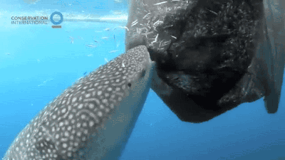 鲸鱼 接吻 爱情 友情