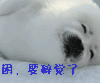 碎觉了 碎觉