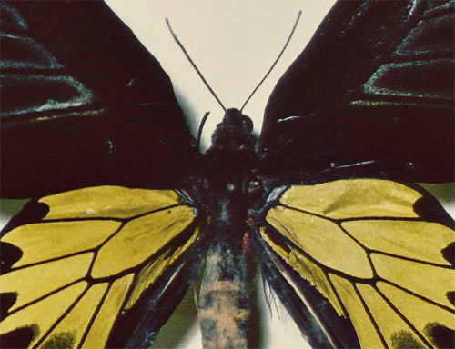 蝴蝶 动物 昆虫 变色