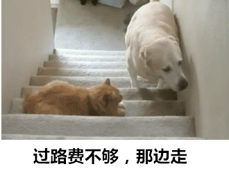 过路费不够，那边走 狗狗 猫咪 楼梯