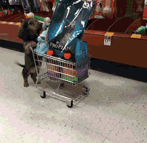 狗狗 超市 购物 推车