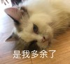 萌宠 猫星人 是我多余了 无奈 呆萌 可爱