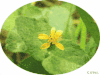 植物 黄花 甜美 可爱 萌萌哒  plants nature