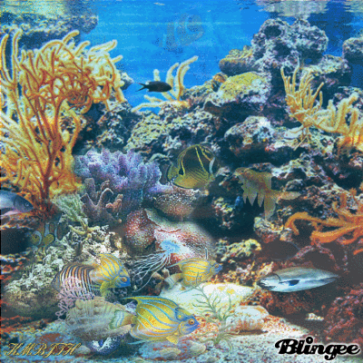 珊瑚  照片 游泳 鱼