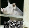 猪 恶搞 雷人 斗图 天青色等烟雨 而我在等你