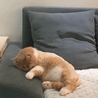 萌宠 猫星人 睡觉 呆萌 可爱
