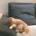 萌宠 猫星人 睡觉 呆萌 可爱