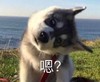 萌宠 汪星人 嗯 好奇 呆萌 可爱