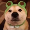 萌宠 汪星人 目瞪口呆 搞怪 逗