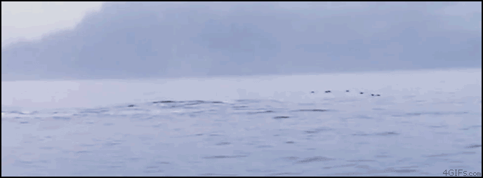 鲸鱼    海洋 动物 挣扎