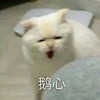 萌宠 猫星人 恶心 嫌弃 搞怪 逗