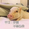 萌宠 猪 好累呀 不想出去 呆萌 可爱