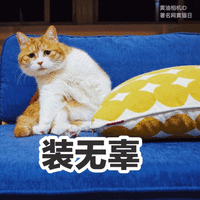 猫咪 喵星人 装无辜 可爱 委屈 搞笑