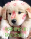 萌宠 汪星人 我要做的事 我必须做 搞怪 逗