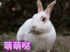萌萌哒 萌萌 兔子