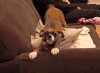 狗 沙发 跳舞 魔性 疯狂 dog