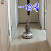 萌宠 猫 家猫 一脸懵 蒙圈 soogif soogif出品