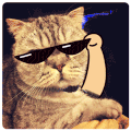 猫咪 摘眼镜 耍酷 在喵
