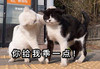 萌宠 猫星人 你给我乖一点 摸摸头 搞怪 逗
