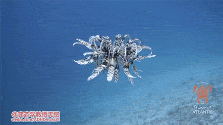 海底 海星 羽毛 漂亮