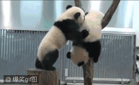 熊猫 国宝 下树 摔倒