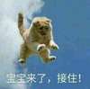 宝宝来了接住 金馆长 猫咪 跳跃