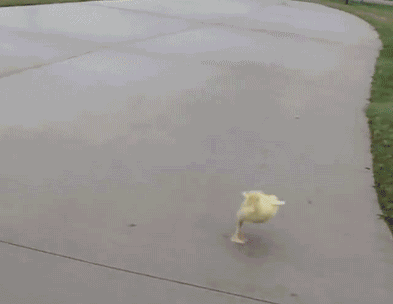 小鸭子 奔跑 可爱