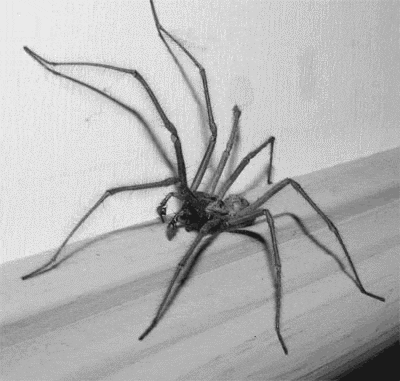 蜘蛛 黑白 闪烁 催眠