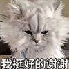 我挺好的 谢谢 猫 搞怪 逗