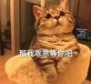 萌宠 喵星人 那我乖乖等你吧 等你 呆萌 可爱