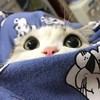 猫咪 逗 可爱 萌宠 搞笑