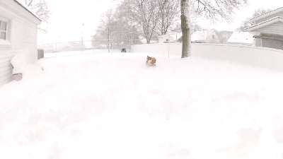 狗狗 下雪了 好开森啊