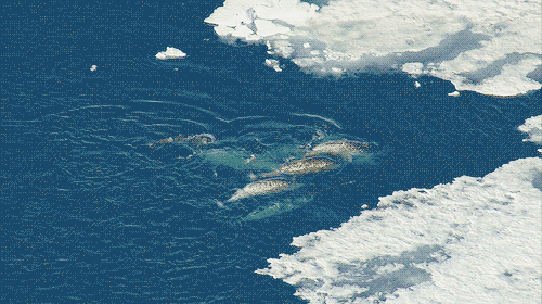 独角鲸 嬉戏 浮冰 游动 自然 海洋 ocean nature