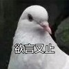 动物 鸽子 欲言又止 闭嘴 搞怪 逗