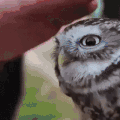 猫头鹰 抚摸 baby 享受 呆萌 眯眼 迷之微笑 owl